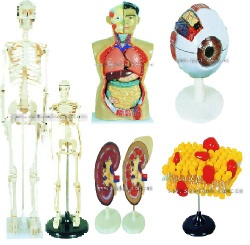 85/42cn human sekleton,85cm human torso,anat-magnified kidney,anat-magnified eye,cell organ structure
