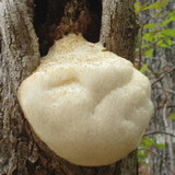 Monkeyhead Mushroom Extract-Hericium erinaceus