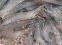 shrimp, pangasius fillets, sardine, anchovy, yellow stripe trevally