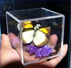 framed butterfly specimen crafts supply by manufacturer