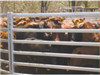 Cattle panels