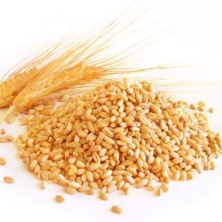 Wheat - 002
