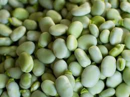 Faba Beans