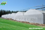 multi-span greenhouse,span width 8m