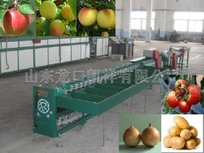 vegetable sorting machine with auto feeder