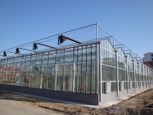 The Glass Greenhouse