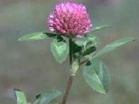 Red Clover Extract Powder - Red clover