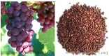 Grape Seed Extract - Grape Seed Extract