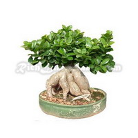 Bonsai tree ficus retusa (microcarpa)