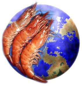 Shrimp for the world