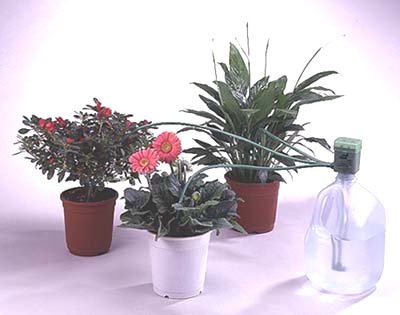 Dayliup International Co., Ltd.