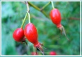 iqf wild rose hip for sale