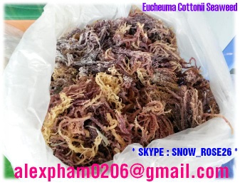 Eucheuma Cottonii Seaweed, Kappaphycus Alvarezii, Irish Moss