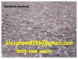 Gracilaria, Sargassum, Seaweed Powder, Cow Feed