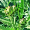 Artichoke extract 5%