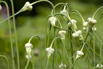  Garlic P.E.(Allium sativum)