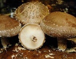Shiitake Mushroom Extract Powder-extracted from Lentinus edodes