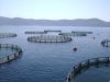 Fish Farming Cage