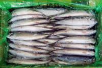 mackerel photo