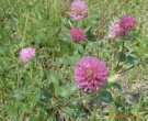Red Clover Extract