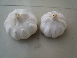 pure white garlic, regular white garlic, pre-packed garlic ,single clove garlic, dehydrated garlic - 07032010