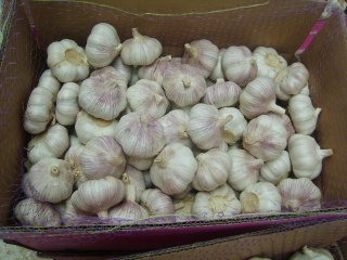 garlic - 07032010