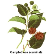 camptothecin,sn-38