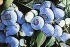 Blueberry Anthocyanin (sales25 at lgberry dot com dot cn)