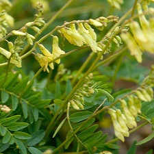 Astragalus Root Extracts