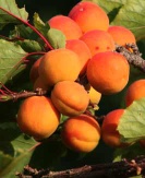 Apricot Kernel Oil