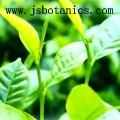 Green tea extract  (specialized manufacturer)