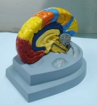 Anatomy model,brain anatomy ,anatomical model