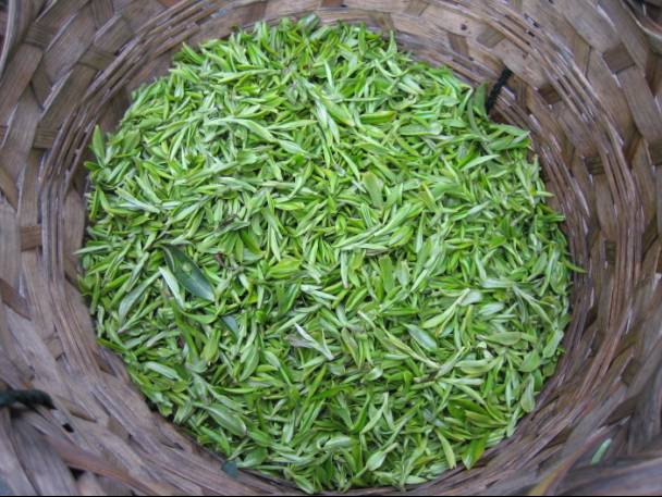 biluochun tea leaf