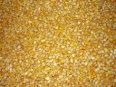feed corn