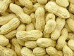 raw peanut in shell