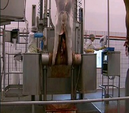 Hydraulic Type Cattle Skin Removed Machine