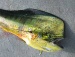Mahi Mahi(Dolphin)
