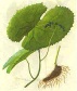 Podophyllotoxin