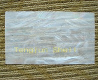 Shell Tile Shell Plate Shell Panel Shell Mosaic