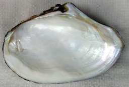 MOP Shell and Freshwater Chinese River Shell