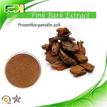Pine bark extract Proanthocyanidin 95%