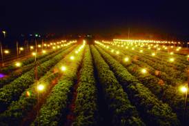 outdoor string lights for horticultural purpose