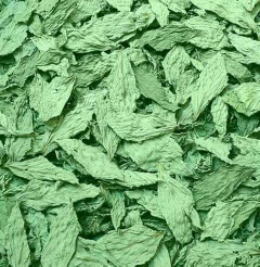 Molokhia Dried leaves  for export