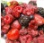 Frozen mix fruit iqf mixed berries