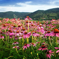 Echinacea Extract
