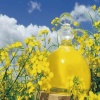 Fermented Rapeseed Oil