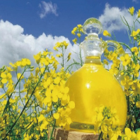 Fermented Rapeseed Oil