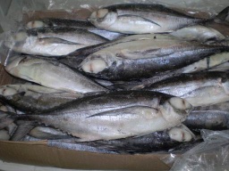 Frozen Mackerel&nbsp;-&nbsp;Frozen Fish