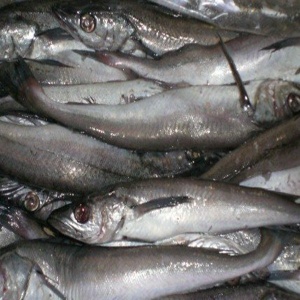 Frozen Hake