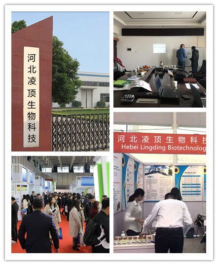 Hebei Lingding Biotechnology Co., Ltd